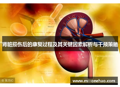 肾脏损伤后的康复过程及其关键因素解析与干预策略